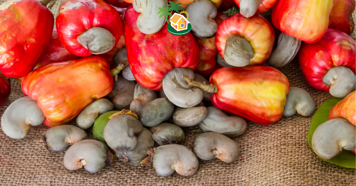 Cashew nuts Casamance Senegal